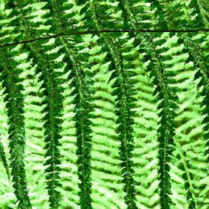 Veja Plantas que Não Pegam Pragas Fácil